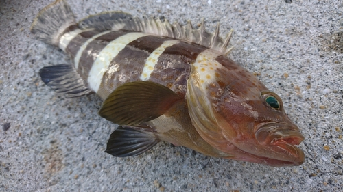 アオハタの釣果