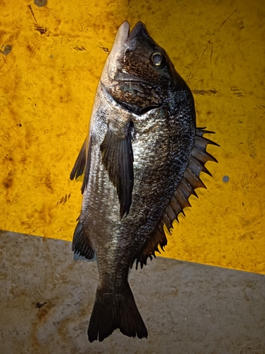 クロダイの釣果