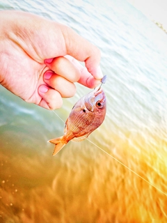 チャリコの釣果