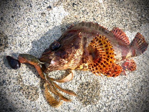 ヨロイメバルの釣果