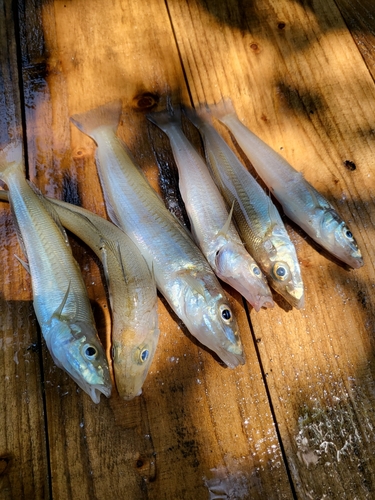 キスの釣果