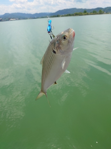 コノシロの釣果