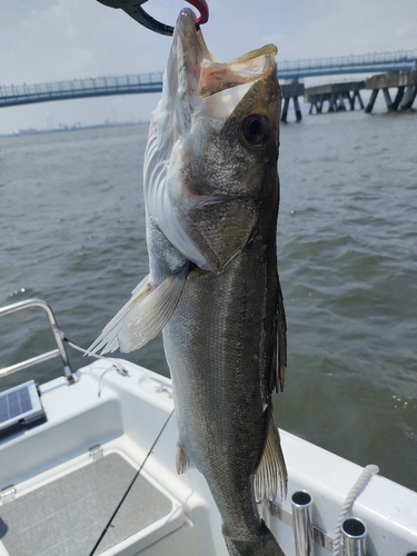 スズキの釣果