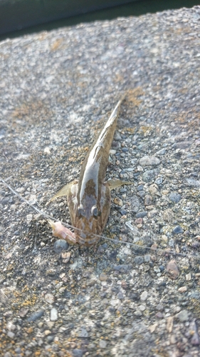 マハゼの釣果