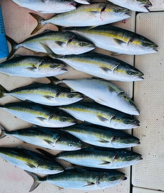 メジロの釣果