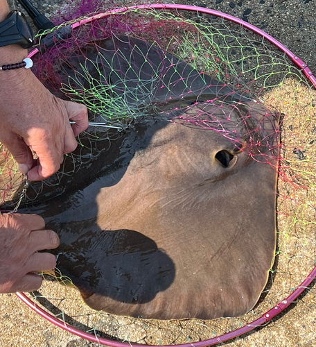 アカエイの釣果