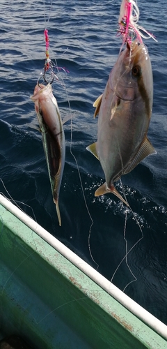 ショゴの釣果