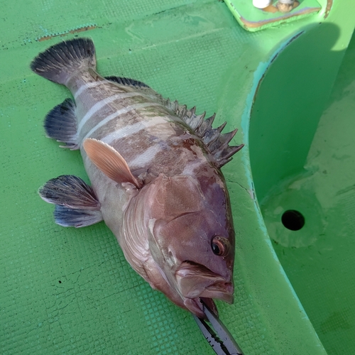 ハタの釣果