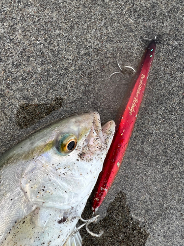 ショゴの釣果