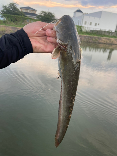 ナマズの釣果