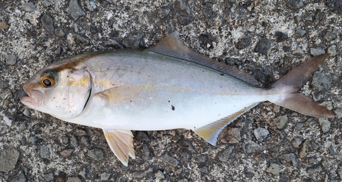 ネリゴの釣果