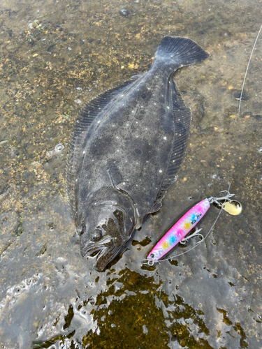 ソゲの釣果