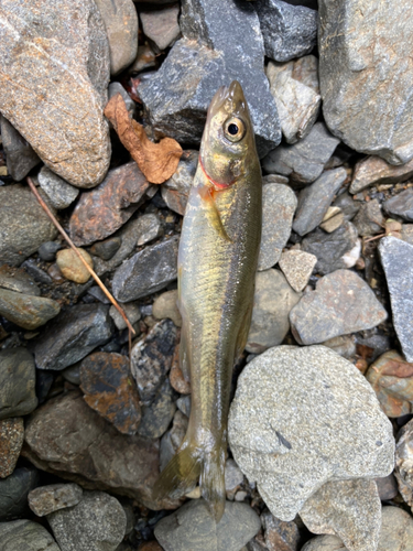 アブラハヤの釣果