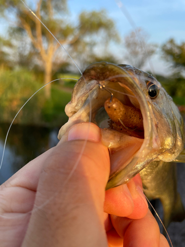 ブラックバスの釣果