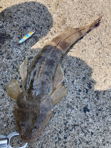 マゴチの釣果