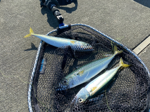 サバの釣果