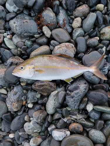 ショゴの釣果