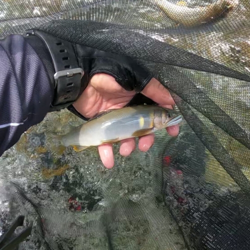 アユの釣果