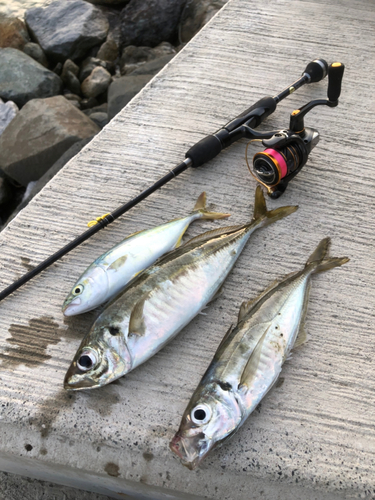 アジの釣果