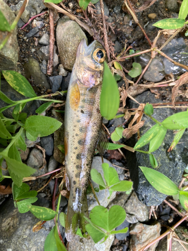 アマゴの釣果