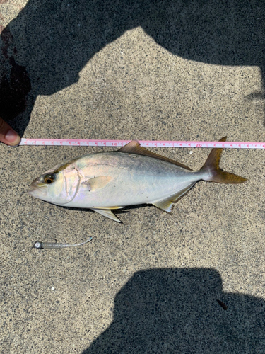 ショゴの釣果