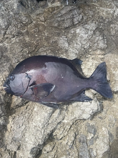 イシダイの釣果