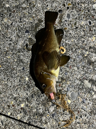 エゾメバルの釣果