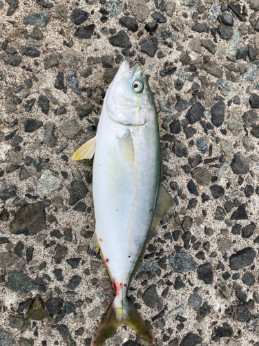 ワカナゴの釣果