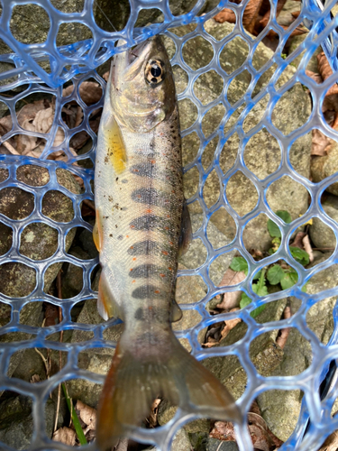 アマゴの釣果