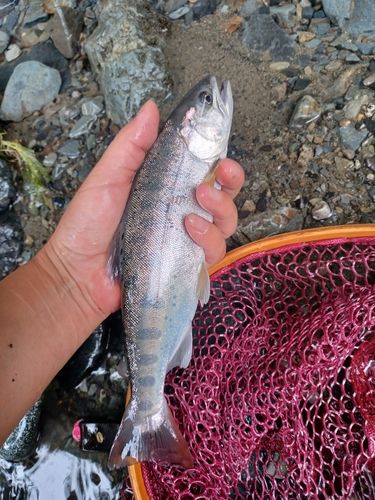 ヤマメの釣果