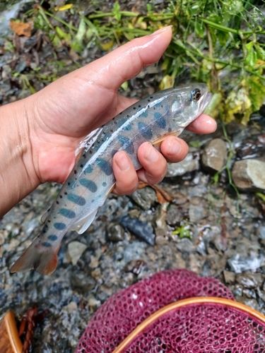 ヤマメの釣果