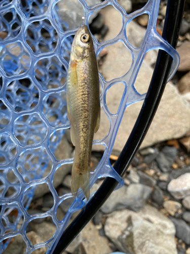 アブラハヤの釣果