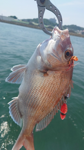 マダイの釣果