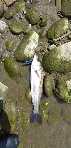 セイゴ（マルスズキ）の釣果