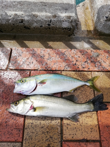 ヤズの釣果