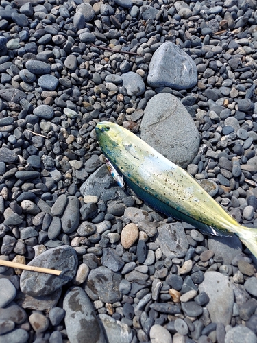 シイラの釣果