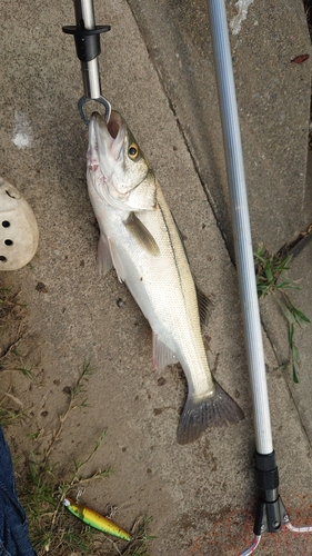 スズキの釣果