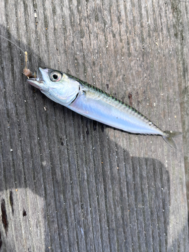 サバの釣果