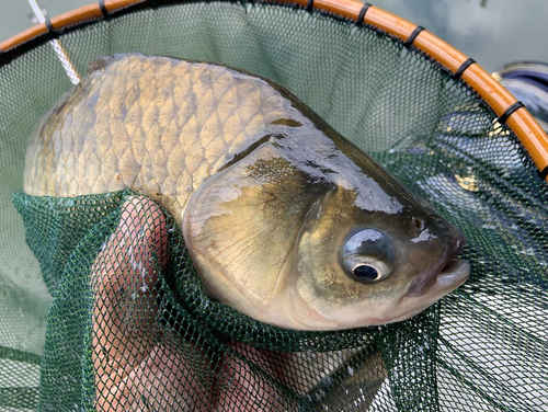 ヘラブナの釣果