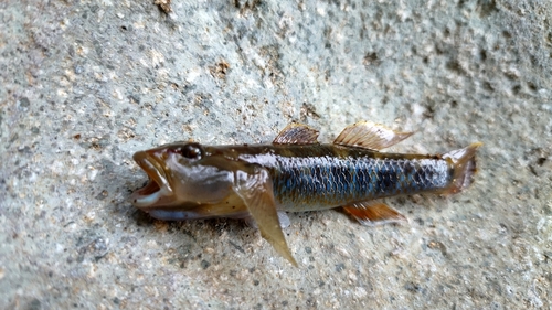 ヨシノボリの釣果