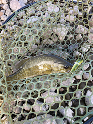 スモールマウスバスの釣果