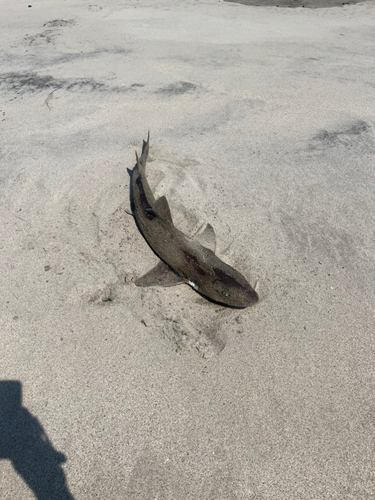 サメの釣果