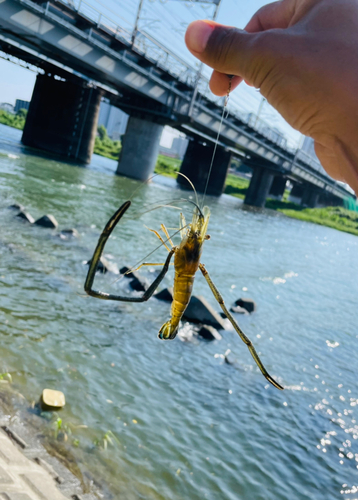 テナガエビの釣果