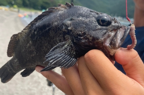 ムラソイの釣果