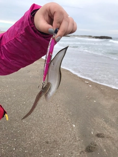 シタビラメの釣果