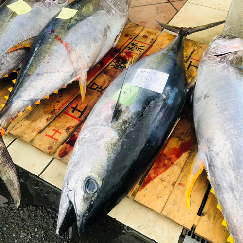 キハダマグロの釣果