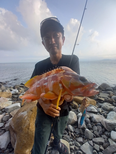 アカハタの釣果