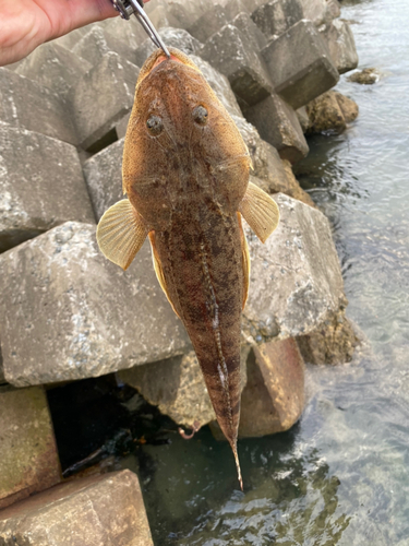 マゴチの釣果