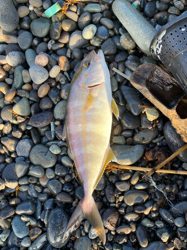 ショゴの釣果