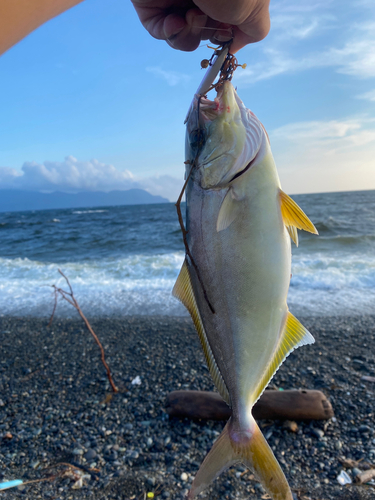 ショゴの釣果